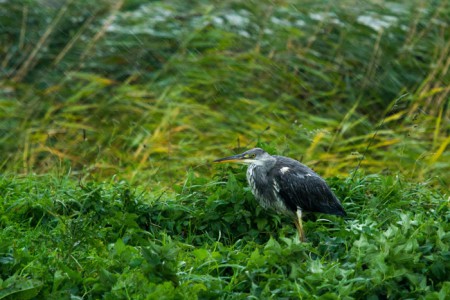 Blauwe reiger - Volgerland Ouddorp