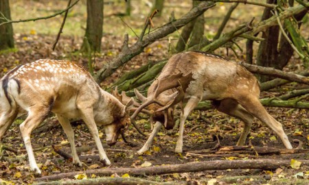 Damhert - Bronst - Amsterdamse Waterleidingduinen