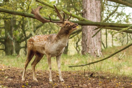 Damhert - Amsterdamse waterleidingduinen