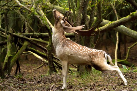 Damhert - Amsterdamse waterleidingduinen