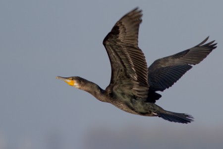 Aalscholver - Battenoord