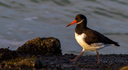 Scholekster - Brouwersdam
