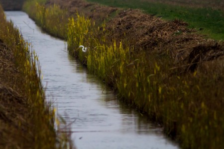 Zilverreiger - Havenhoofd