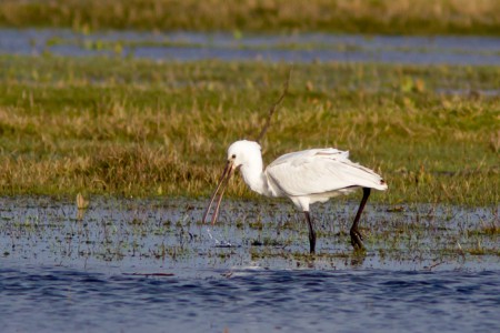 Lepelaar - Volgerland