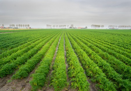 Worteltjesveld - Polder Klinkerland - november 2013