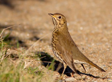 Zanglijster - Kwade hoek