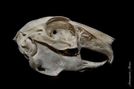 Konijn - 8 x 3,9 cm