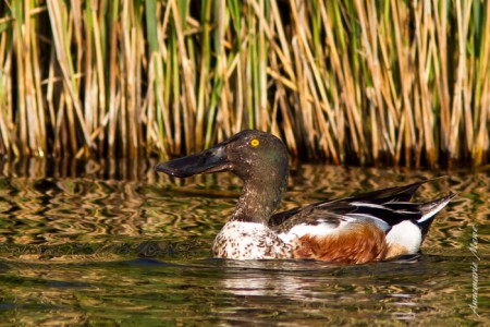 Slobeend - Koude hoek